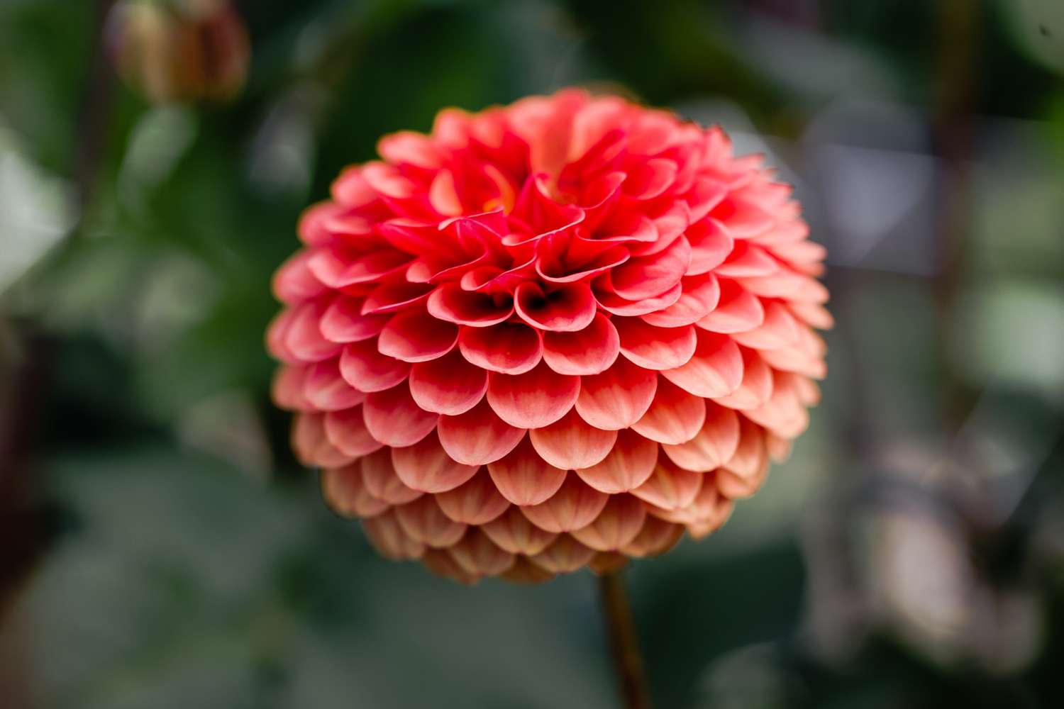 Dahlie 'Brown Sugar'